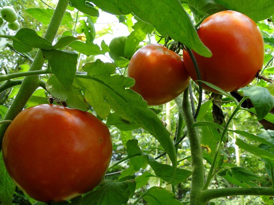 tomatoes-101845_960_720