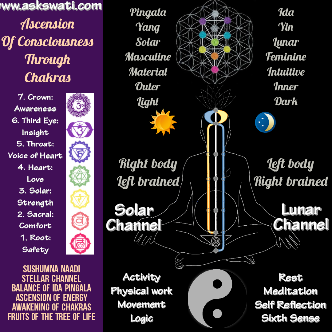 7 Chakras Ascension: Feminine and Masculine Balance of Yin Yang or Ida Pingala Naadi and Tree of Life