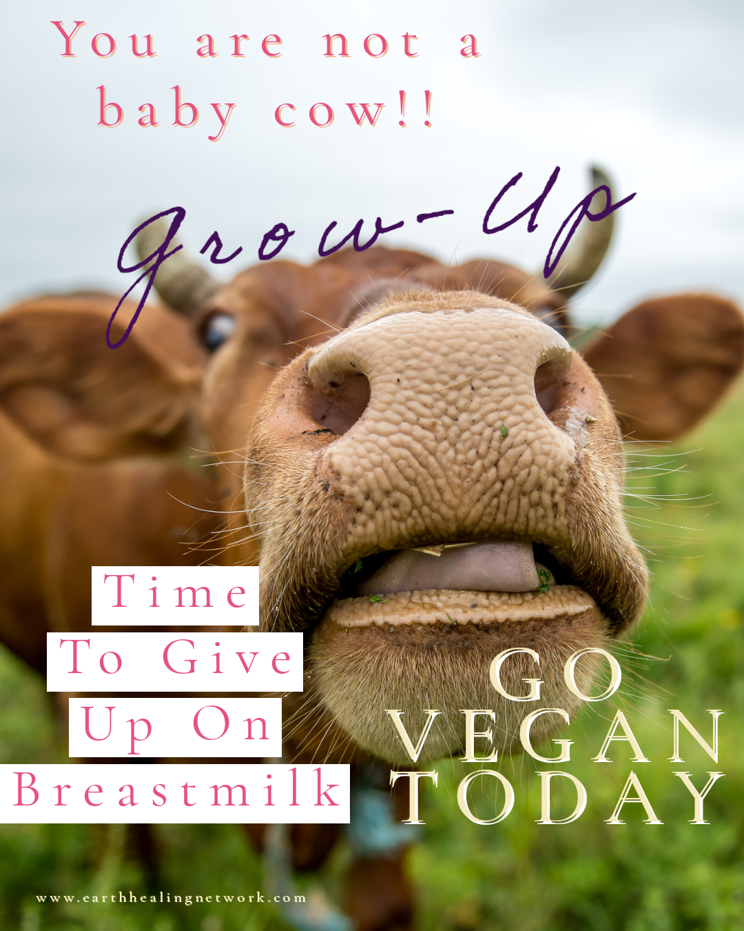 11 REASONS TO REJECT DAIRY ALTOGETHER